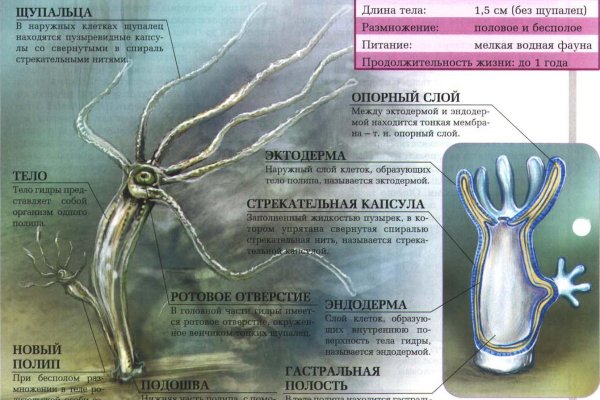 Ссылка на кракена для тора