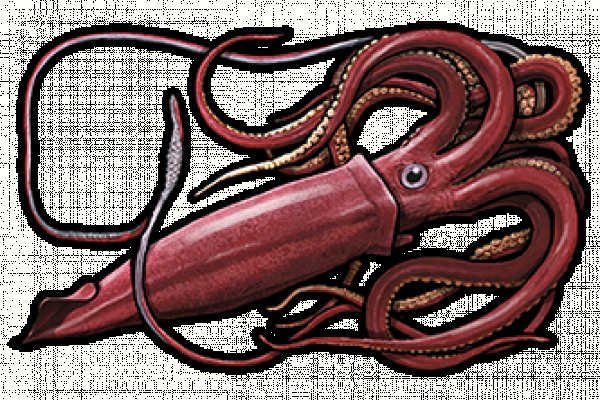 Кракен krakens13 at