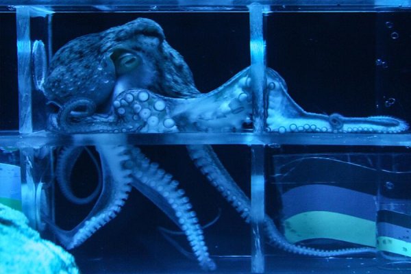 Kraken18 at