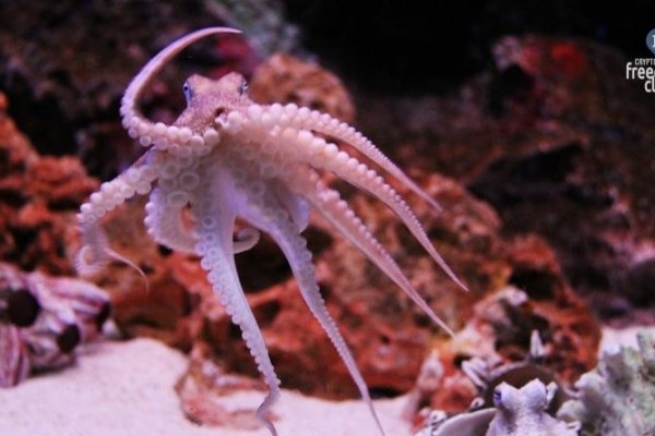 Kraken place