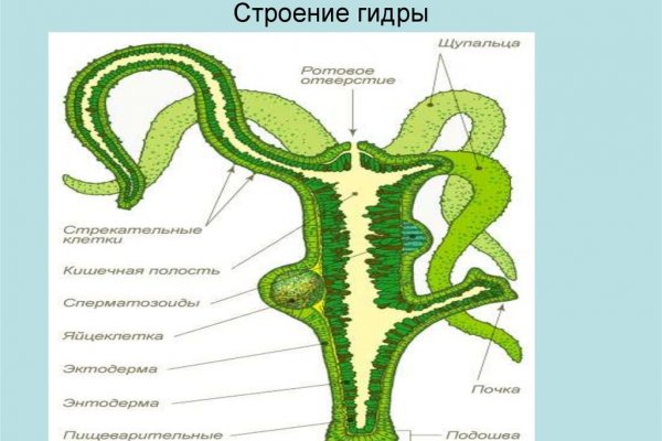 Kraken at зеркало